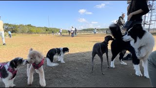 狆犬千鶴姫「2022年11月3日海の中道ドッグラン！」