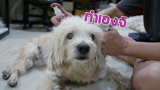 จบเห็บหมัด !!!แจกสูตรสเปรย์กําจัดเห็บหมัดสุนัข แมว ปลอดภัยสูงทำง่าย l love dog