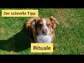 Der schnelle Tipp: Rituale im Training und Alltag für den Hund einführen & warum das so wertvoll ist