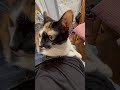 もう夏バテの飼い主を癒してくれるモフ猫さん🐈重いけどね😊 shots モフ猫 ねこのいる生活 cat ねこ動画 夏バテ