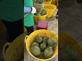 榴莲出口 干扰榴莲 越南榴莲出口 การส่งออกทุเรียนของเวียดนาม 榴莲 fruit durian