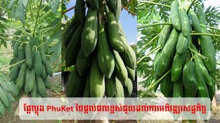 videoរក ពូជ ល្ហុង ថ្ងៃ ដែល មាន ផ្លែ ច្រើន  ផ្អែម  ទន់  មាន ក្លិន ក្រអូប