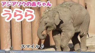 アジアゾウの赤ちゃん「うらら」得意げに砂浴び！ドヤッ！【東山動物園】