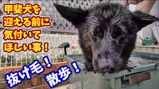 犬を飼う前に今ひとつ考えて欲しい事-　愛犬を洗ったらドッサリ毛が抜けました甲斐犬いち