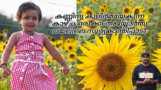 അയ്യോത്ത് വയലിലെ സൂര്യകാന്തി വസന്തം | ayyoth |cherukunnu | kannur | kerala |@VibeOfJoppan