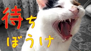 【鳴き声 あくび】待ちくたびれた猫（三毛猫ちゃーみー）