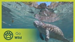 Hamilton’s Journey – Manatees in a New Light | Go Wild