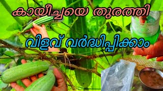 കായിച്ചയെ തുരത്തി വിളവ് വർദ്ധിപ്പക്കാം | rijnas janna | terrace farming | inmalayalam