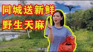 （067）妹子同城送新鲜野生天麻，路上被格桑花吸引，一路贪玩