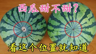 Pick Watermelons: Check This Spot! スイカの甘さを見分ける方法、この位置をチェック！ 수박의 달콤함, 이 위치를 확인하세요! 挑西瓜秘诀，看这个位置就对了！