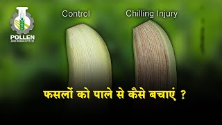 फसलों को पाले से कैसे बचाएं ? | थंडीपासून पिकांचा बचाव कसा करावा? | How to Protect Crops From Frost?