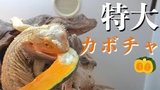 【ゆるっと】特大かぼちゃに挑戦するトカゲ【フトアゴヒゲトカゲ】