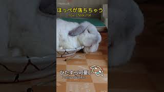 お皿で眠るうさぎの可愛いほっぺ #Shorts #ロップイヤー #かわいいうさぎ