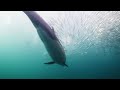 DiveAssure -  The Sardine Run