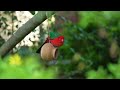 peaceful birds singing u0026 gentle piano relax heal u0026 refresh your mind