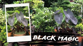 Colocasia black magic การปลูกบอนดำ ไม้ยอดฮิตเลี้ยงง่าย