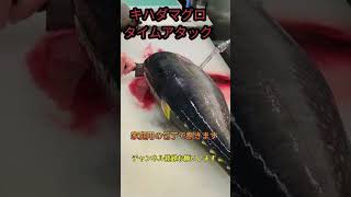 キハダマグロ！タイムアタック#shorts #short #fish #japan #new #簡単 #おすすめ #チャレンジ #料理 #釣り #楽しい #美味しい #ミッション #人気