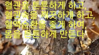 몸속의 모든 암을 추적해 한방에 죽이는 이~버섯?(차로 먹는다)