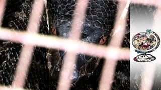 Inside Malaysia's Gruesome Snake Skin Trade