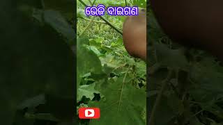 ଔଷଧୀୟ ଗଛ  -ଭେଜି  ବାଇଗଣ । #a_ru_akha #kidz_world_odia #odia_abcd  #odiavarnamala