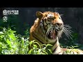 【旭山動物園】ちっちゃい蝶々に目が釘付け🦋🐯大きなあくびアムールトラのリキ asahiyama zoo amur tiger riki.