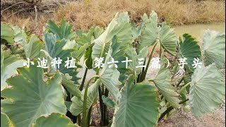 【周小迪呀】小迪种植（第六十三篇）芋头