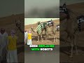 Dubais Robot Camel Racers Revolutionize the Dark Past #luxury #technology #lifestyle #finance