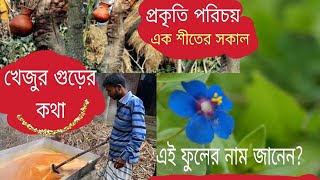 শীতের খেজুর গুড়, শীতের গ্রামবাংলা#naturelovers #nature #Molasses #খেজুরের_গুড় @GHURTEJABOSOUMEN