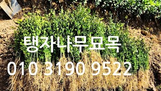 탱자나무묘목 분양합니다010 3190 9522