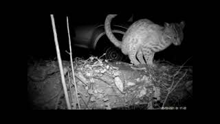 豹貓在嘉道理農場暨植物園猴子樂園附近的野生動物廁所│Leopard Cat at a wildlife latrine close to KFBG’s Monkey Haven