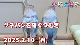 《2025.2.10》クチバシを研ぐつむぎ【今朝の様子】ボタンインコ＆ウロコインコ