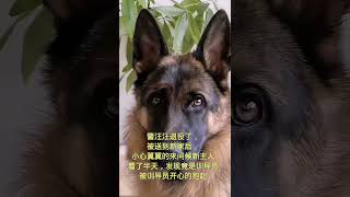 警犬退役了，被送到新家后，小心翼翼的来问候新主人。看了半天，发现竟是熟悉的训导员，被训导员开心抱起！#狗狗 #狗 #养狗的乐趣