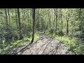 Winding trail beneath the forest canopy