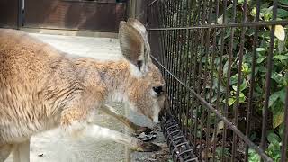 とべ動物園のカンガルーがつまみ食い？