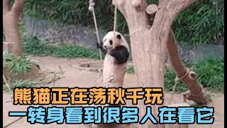 熊猫正在荡秋千玩，一转身看到很多人在看它，立刻即兴表演起来