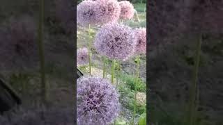 Giant Allium