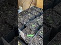 More native plant seedlings! 🌱 #nativeplants
