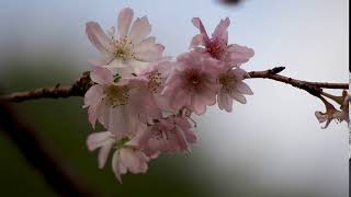 フリー素材 寒桜の花びら