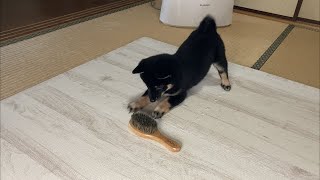 ブラシを知らない豆柴/Shiba Inu doesn't know a brush