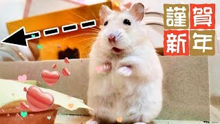 【ハムスター】モワルの鏡餅と恋するマシュマロ A New Year's offering made from rice cake | Hamsters in love