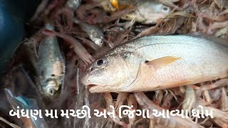 બંધણ મા મચ્છી અને જિંગા આવ્યા ધોમ #gujarat #india #jinga #fish