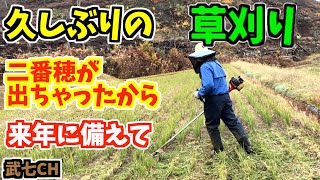 【草刈り】稲株から穂が出てきたんで刈り取った！