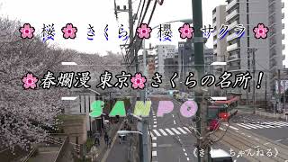 🌸さくらの名所！飛鳥山公園、六義園、旧染井村、東京タワー（芝公園）４カ所を紹介。