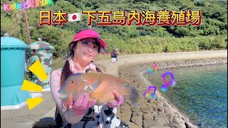 🌈Katey❤️🐠 日本🇯🇵下五島 （完結篇）內海養殖場堤防磯釣 台湾の女性釣り fishing 여성 낚시