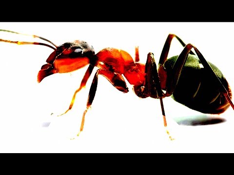 How to remove ants from your Laptop or Macbook How to remove ants from your Laptop or Macbook