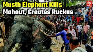 Musth Elephant Kills Mahout, Creates Ruckus | Motihari of Bihar | ETV Bharat