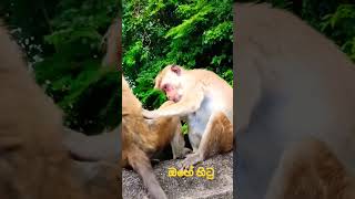 Monkey - අපිව චීනෙට යවන්න එපා මාමේ ඇග පුරාම ලේඩි 🤪😜🤣😂 #monkey #srilankanews #china #hotnews