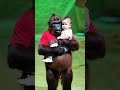 gorillas and babies are hugging each other. cute gorilla animals funny baby love