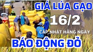 Giá lúa gạo hôm nay 16/2/2025 -Giá lúa tươi tại ruộng -giá lúa gạo tại kho|GIÁ LÚA GẠO NGÀY NAY