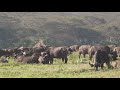 African buffalo herd with a mating attempt